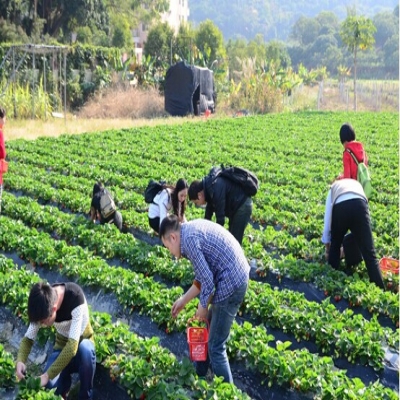 擁抱大鵬半島 探索地質(zhì)博物館 野炊摘草莓--第四期樂吧活動(dòng)游記